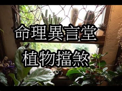 植物擋煞